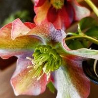 クリスマスローズ