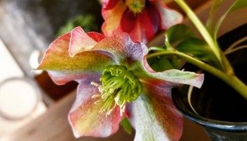 クリスマスローズ